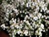 Show product details for Cassiope Badenoch